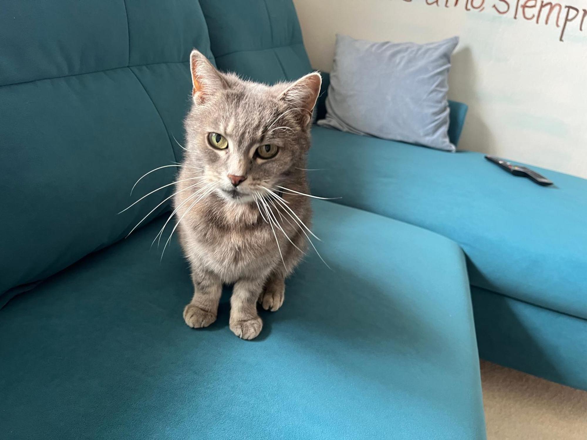 Вилла Cat'S House- Dum U Trech Kocek Zdice Экстерьер фото