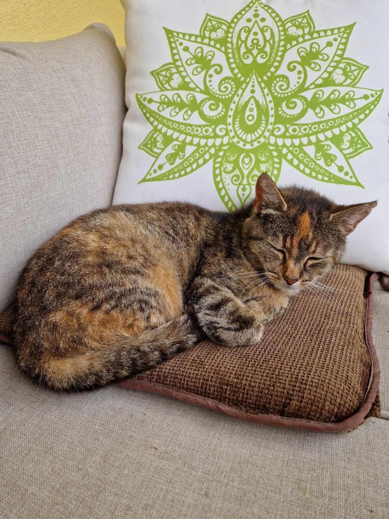 Вилла Cat'S House- Dum U Trech Kocek Zdice Экстерьер фото